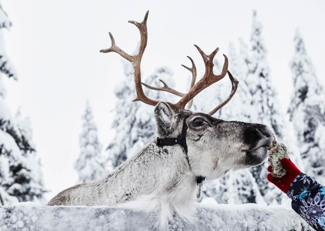 poro-ruka-kuusamo-safari