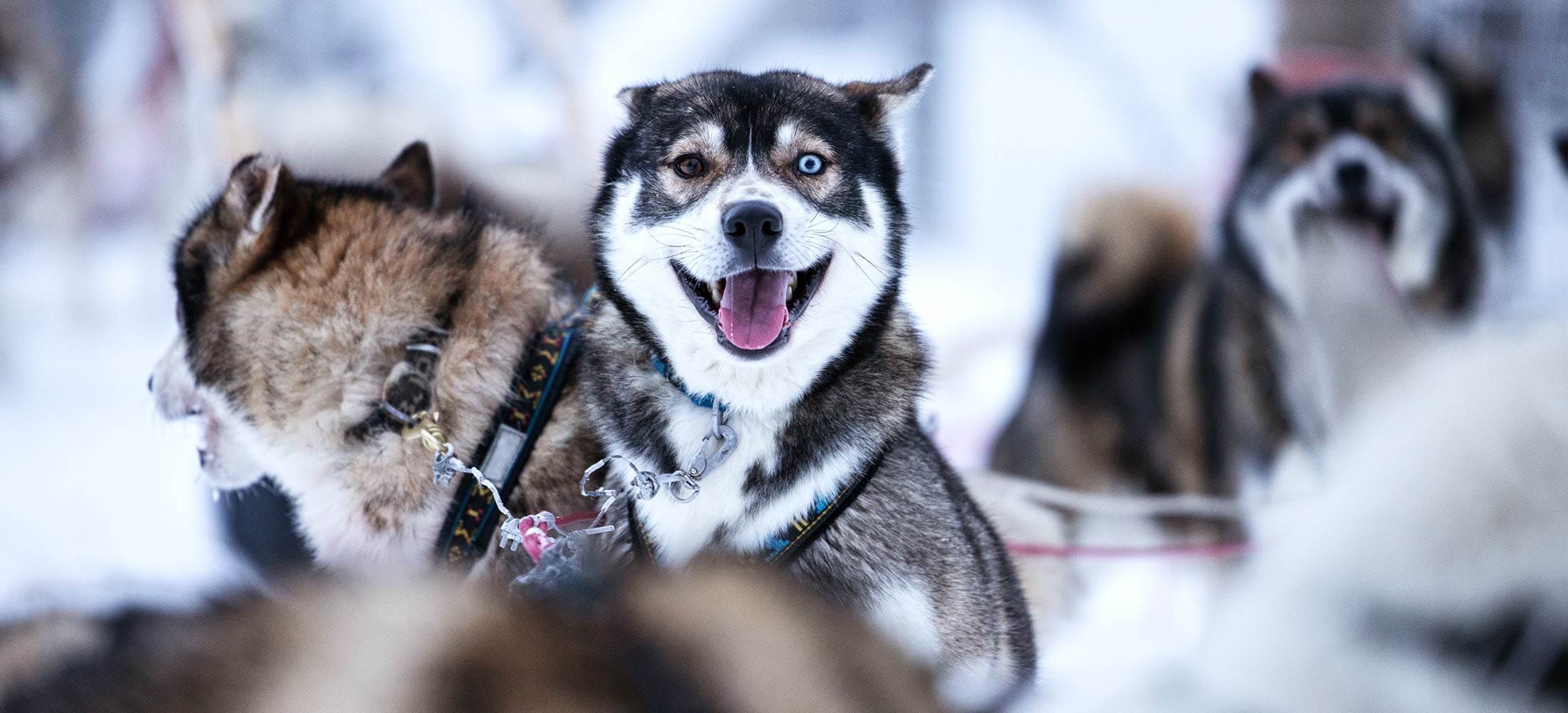 huskysafari-kuusamo-ruka